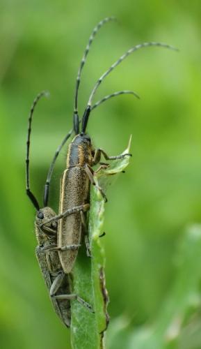 Agapanthia suturalis